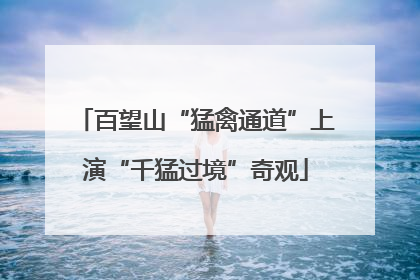 百望山“猛禽通道”上演“千猛过境”奇观
