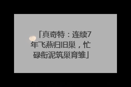 真奇特：连续7年飞燕归旧巢，忙碌衔泥筑巢育雏