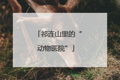 祁连山里的“动物医院”