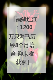 福建连江：1200万只海马历经8个月培育 迎来收获季