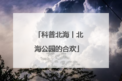 科普北海丨北海公园的合欢