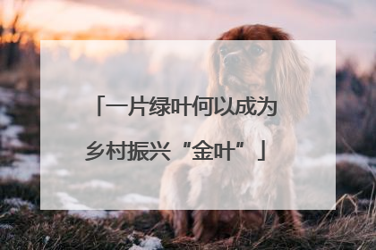 一片绿叶何以成为乡村振兴“金叶”