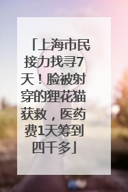 上海市民接力找寻7天！脸被射穿的狸花猫获救，医药费1天筹到四千多