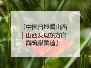 中国日报看山西｜山西发现东方白鹳筑巢繁殖
