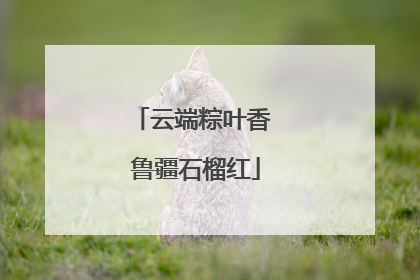 云端粽叶香 鲁疆石榴红