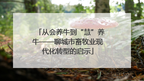 从会养牛到“慧”养牛——聊城市畜牧业现代化转型的启示