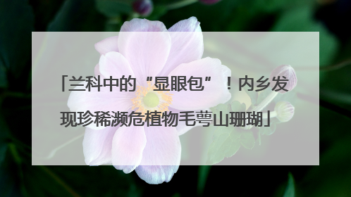 兰科中的“显眼包”！内乡发现珍稀濒危植物毛萼山珊瑚