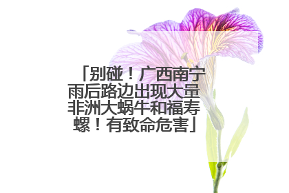 别碰！广西南宁雨后路边出现大量非洲大蜗牛和福寿螺！有致命危害