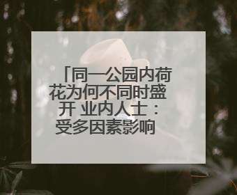 同一公园内荷花为何不同时盛开 业内人士：受多因素影响 属正常现象