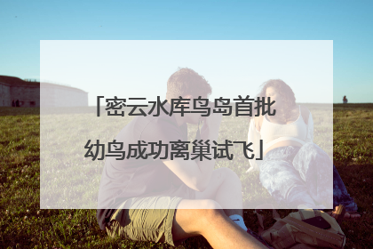 密云水库鸟岛首批幼鸟成功离巢试飞