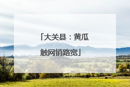 大关县：黄瓜触网销路宽