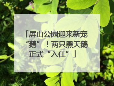 屏山公园迎来新宠“鹅”！两只黑天鹅正式“入住”