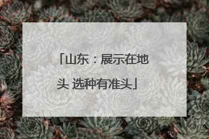山东：展示在地头 选种有准头