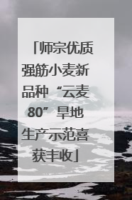 师宗优质强筋小麦新品种“云麦80”旱地生产示范喜获丰收