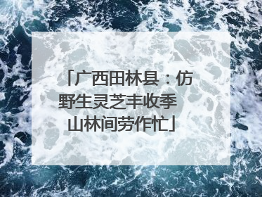 广西田林县：仿野生灵芝丰收季 山林间劳作忙