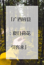 广西容县：夏日荷花引客来