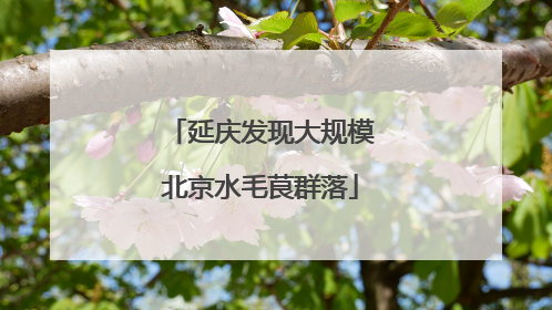延庆发现大规模北京水毛茛群落