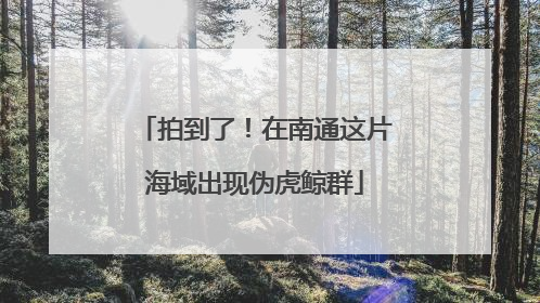 拍到了！在南通这片海域出现伪虎鲸群