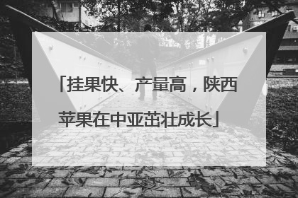 挂果快、产量高，陕西苹果在中亚茁壮成长