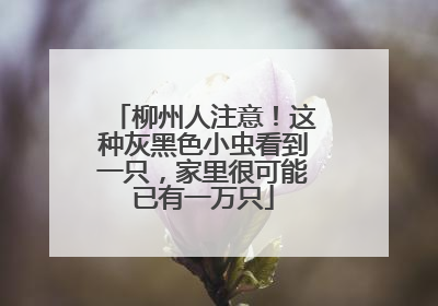 柳州人注意！这种灰黑色小虫看到一只，家里很可能已有一万只