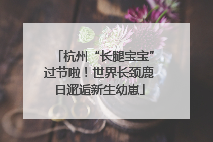 杭州“长腿宝宝”过节啦！世界长颈鹿日邂逅新生幼崽