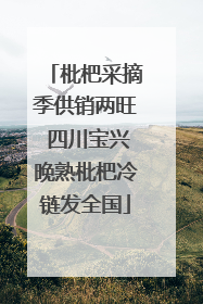 枇杷采摘季供销两旺 四川宝兴晚熟枇杷冷链发全国