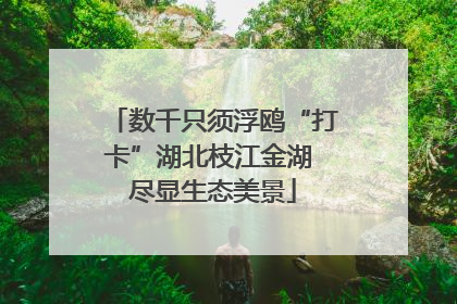 数千只须浮鸥“打卡”湖北枝江金湖 尽显生态美景