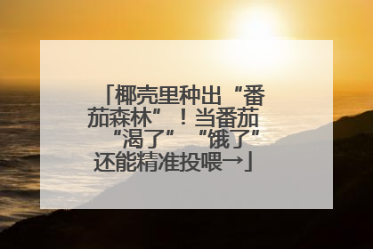 椰壳里种出“番茄森林”！当番茄“渴了”“饿了”还能精准投喂→