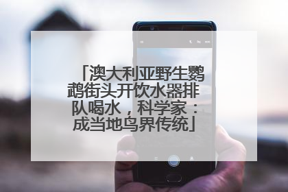 澳大利亚野生鹦鹉街头开饮水器排队喝水，科学家：成当地鸟界传统