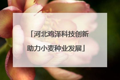 河北鸡泽科技创新助力小麦种业发展