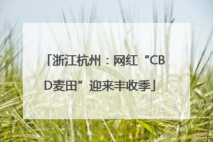浙江杭州：网红“CBD麦田”迎来丰收季