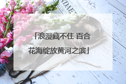 浪漫藏不住 百合花海绽放黄河之滨