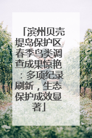 滨州贝壳堤岛保护区春季鸟类调查成果惊艳：多项纪录刷新，生态保护成效显著