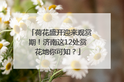 荷花盛开迎来观赏期！济南这12处赏花地你可知？