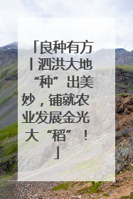 良种有方丨泗洪大地“种”出美妙，铺就农业发展金光大“稻”！