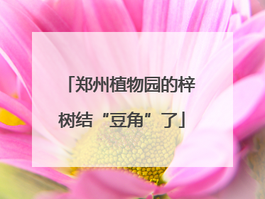 郑州植物园的梓树结“豆角”了