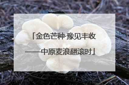 金色芒种·豫见丰收——中原麦浪翻滚时