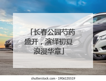长春公园芍药盛开，演绎初夏浪漫华章