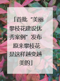 首批“美丽攀枝花建设优秀案例”发布 原来攀枝花是这样越变越美的