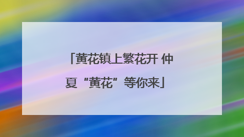 黄花镇上繁花开 仲夏“黄花”等你来