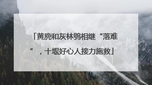 黄麂和灰林鸮相继“落难”，十堰好心人接力施救