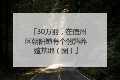30万羽，在信州区朝阳镇有个鹌鹑养殖基地（图）