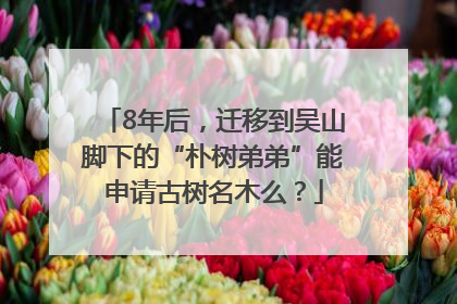 8年后，迁移到吴山脚下的“朴树弟弟”能申请古树名木么？